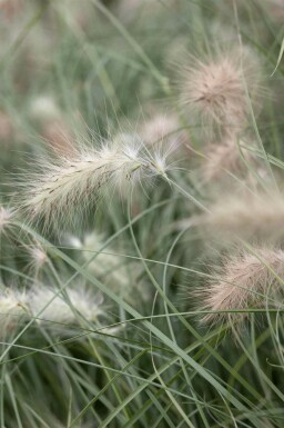 Fjäderborstgräs Pennisetum villosum 5-10 i kruka P9 Pennisetum villosum