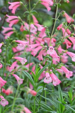 Penstemon hartwegii 'Apple Blossom'
