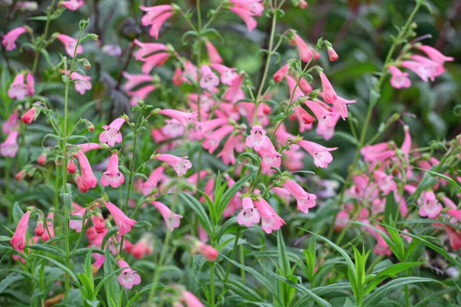 Trädgårdspenstemon Penstemon hartwegii 'Apple Blossom' 5-10 i kruka P9 Penstemon hartwegii 'Apple Blossom'