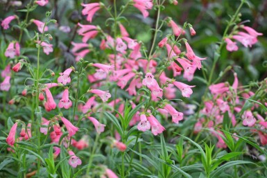 Penstemon hartwegii 'Apple Blossom'