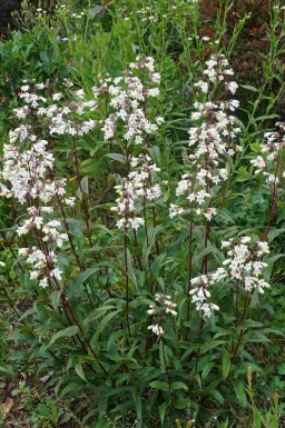 Husker röd penstemon Penstemon digitalis 'Husker Red' 5-10 i kruka P9 Penstemon digitalis 'Husker Red'