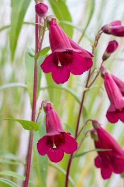 Röd penstemon Penstemon 'Rich Ruby' 5-10 i kruka P9 Penstemon 'Rich Ruby'