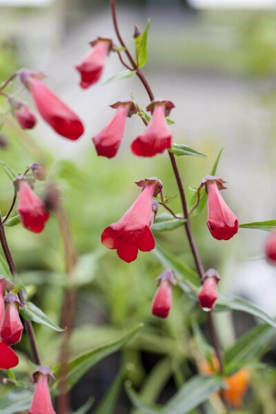 Skäggblomma Penstemon hartwegii 'Paul Schönholzer' 5-10 i kruka P9 Penstemon hartwegii 'Paul Schönholzer'