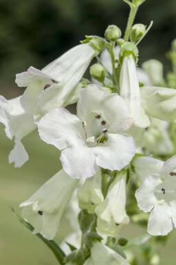 Skäggtunga Penstemon 'White Bedder' 5-10 i kruka P9 Penstemon 'White Bedder'