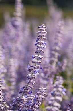 Lavendelbuske Perovskia atriplicifolia 'Lacey Blue' 5-10 i kruka P9 Perovskia atriplicifolia 'Lacey Blue'