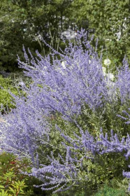 Perovskia atriplicifolia 'Little Spire'