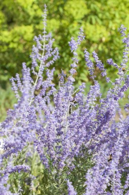 Silverbuske Perovskia atriplicifolia 'Little Spire' 5-10 i kruka P9 Perovskia atriplicifolia 'Little Spire'