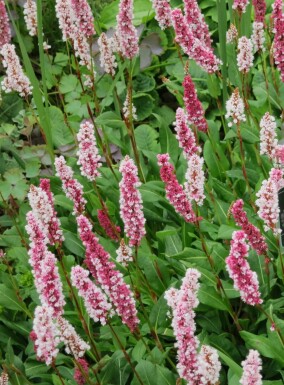 Himalayamört Persicaria affinis 5-10 i kruka P9 Persicaria affinis