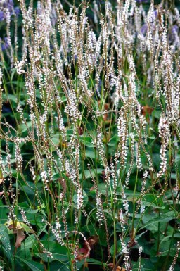 Ormrot Persicaria amplexicaulis 'Alba' 5-10 i kruka P9 Persicaria amplexicaulis 'Alba'