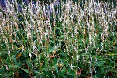 Ormrot Persicaria amplexicaulis 'Alba' 5-10 i kruka P9 Persicaria amplexicaulis 'Alba'