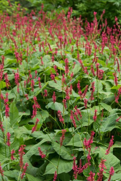 Blodormrot Persicaria amplexicaulis 'Blackfield' 5-10 i kruka P9 Persicaria amplexicaulis 'Blackfield'