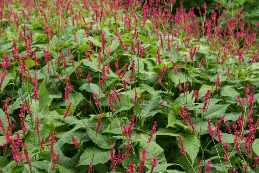 Blodormrot Persicaria amplexicaulis 'Blackfield' 5-10 i kruka P9 Persicaria amplexicaulis 'Blackfield'