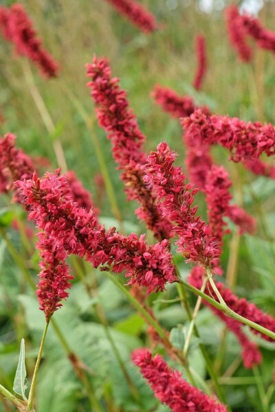 Blodormrot Persicaria amplexicaulis 'Fat Domino' 5-10 i kruka P9 Persicaria amplexicaulis 'Fat Domino'