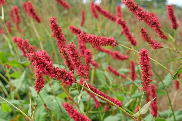Persicaria amplexicaulis 'Fat Domino'