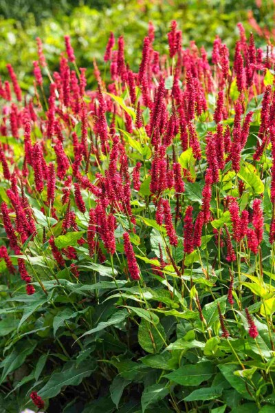 Ormrot Persicaria amplexicaulis 5-10 i kruka P9 Persicaria amplexicaulis
