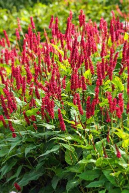 Ormrot Persicaria amplexicaulis 5-10 i kruka P9 Persicaria amplexicaulis