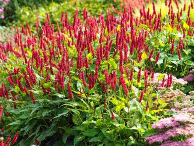 Ormrot Persicaria amplexicaulis 5-10 i kruka P9 Persicaria amplexicaulis