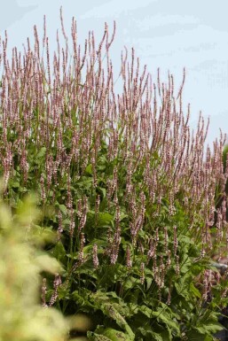 Ormrot Persicaria amplexicaulis 'Pink Elephant' 5-10 i kruka P9 Persicaria amplexicaulis 'Pink Elephant'