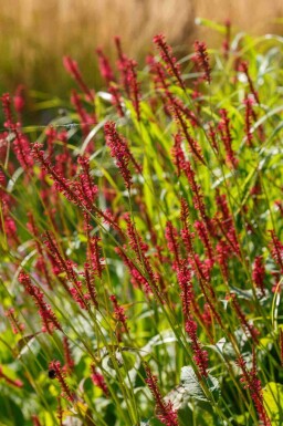 Blodormrot Persicaria amplexicaulis 'Taurus' 5-10 i kruka P9 Persicaria amplexicaulis 'Taurus'