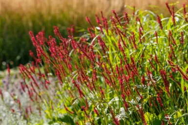 Blodormrot Persicaria amplexicaulis 'Taurus' 5-10 i kruka P9 Persicaria amplexicaulis 'Taurus'