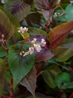 Röd drake Persicaria microcephala 'Red Dragon' 5-10 i kruka P9 Persicaria microcephala 'Red Dragon'