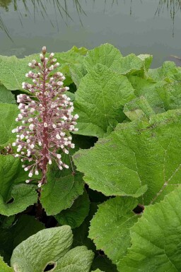 Bredbladig pestrot Petasites hybridus 5-10 i kruka P9 Petasites hybridus