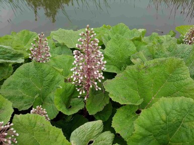 Bredbladig pestrot Petasites hybridus 5-10 i kruka P9 Petasites hybridus