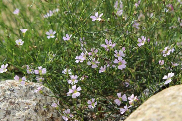 Petrorhagia saxifraga