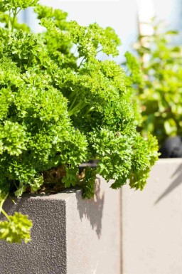 Persilja Petroselinum crispum 5-10 i kruka P9 Petroselinum crispum