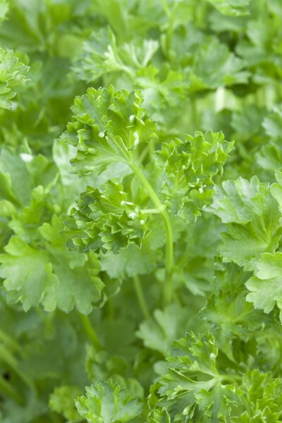 Petroselinum crispum