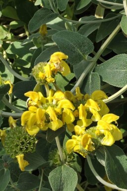 Busklammöra Phlomis fruticosa 5-10 i kruka P9 Phlomis fruticosa