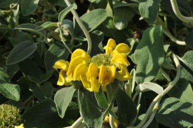 Busklammöra Phlomis fruticosa 5-10 i kruka P9 Phlomis fruticosa