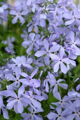 Lågflockel Phlox divaricata 'Clouds of Perfume' 5-10 i kruka P9 Phlox divaricata 'Clouds of Perfume'