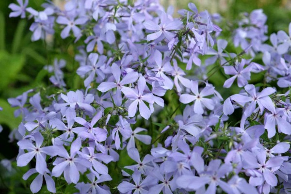 Phlox divaricata 'Clouds of Perfume'