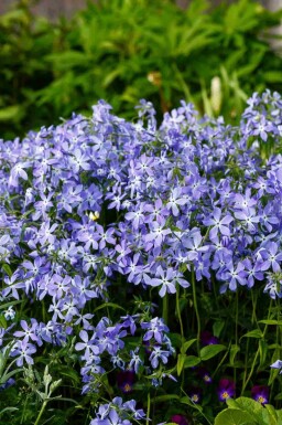 BlÄ flox Phlox divaricata 5-10 i kruka P9 Phlox divaricata