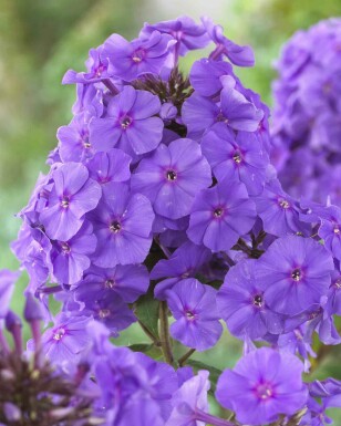 Phlox paniculata 'Amethyst'
