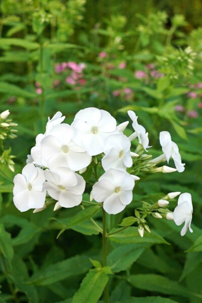 Höstflox Phlox paniculata 'David' 5-10 i kruka P9 Phlox paniculata 'David'