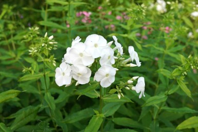 Höstflox Phlox paniculata 'David' 5-10 i kruka P9 Phlox paniculata 'David'