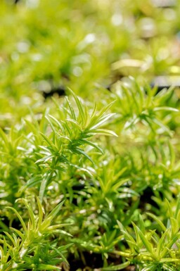 Mossflox Phlox subulata 'Moerheimii' 5-10 i kruka P9 Phlox subulata 'Moerheimii'