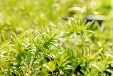 Mossflox Phlox subulata 'Moerheimii' 5-10 i kruka P9 Phlox subulata 'Moerheimii'