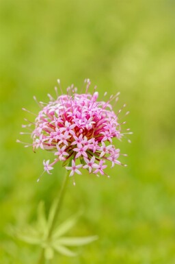 Glansblomma Phuopsis stylosa 5-10 i kruka P9 Phuopsis stylosa