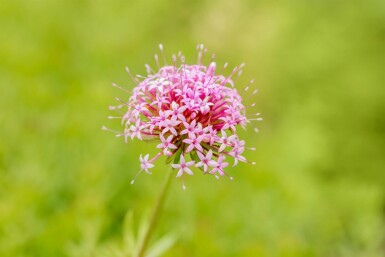 Glansblomma Phuopsis stylosa 5-10 i kruka P9 Phuopsis stylosa