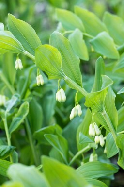 Salomos sigill Polygonatum multiflorum 5-10 i kruka P9 Polygonatum multiflorum