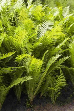 Taggbräken Polystichum aculeatum 5-10 i kruka P9 Polystichum aculeatum