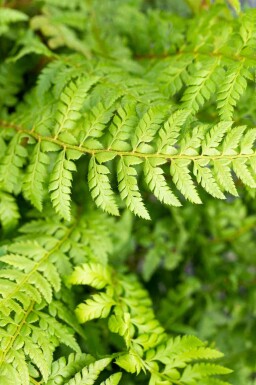 Taggbräken Polystichum aculeatum 5-10 i kruka P9 Polystichum aculeatum