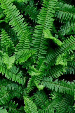 Vinterbräken Polystichum munitum 5-10 i kruka P9 Polystichum munitum