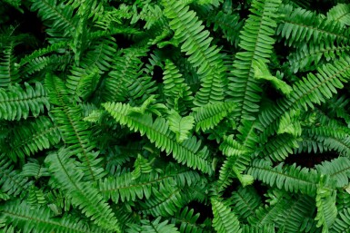 Vinterbräken Polystichum munitum 5-10 i kruka P9 Polystichum munitum