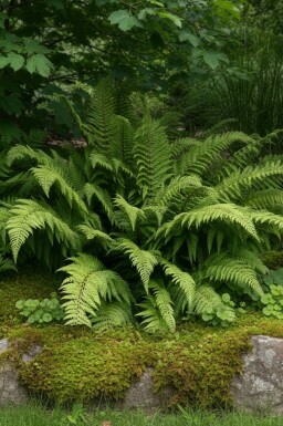 Skuggbräken Polystichum setiferum 'Dahlem' 5-10 i kruka P9 Polystichum setiferum 'Dahlem'