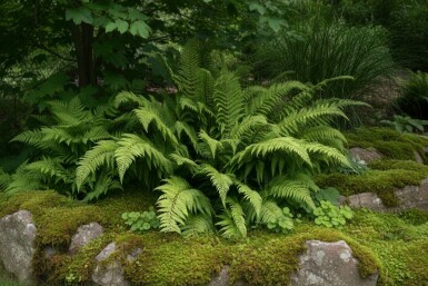 Skuggbräken Polystichum setiferum 'Dahlem' 5-10 i kruka P9 Polystichum setiferum 'Dahlem'