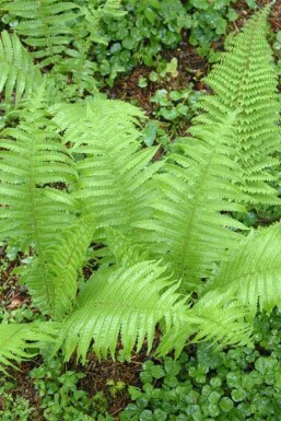 Polystichum setiferum 'Proliferum'